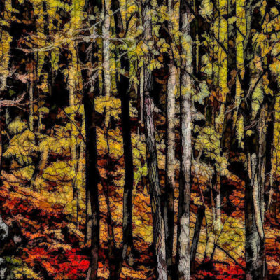 Autumn Trees - Kathy Heykoop