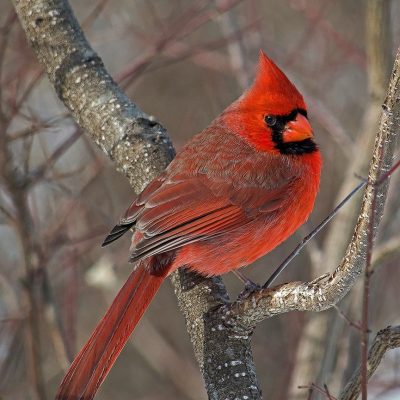 Male Cardinal - Katie Heykoop