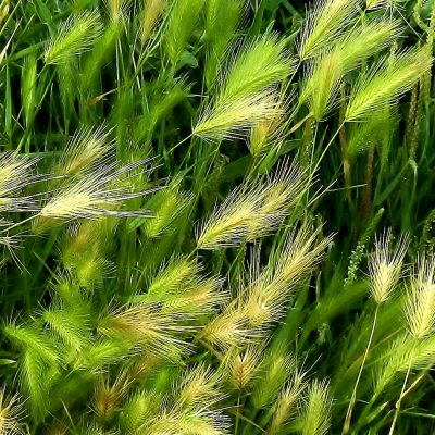 Breezy Grasses - Geddie Pawlowski